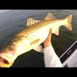 Conventional Reels Maxel Hybrid Star Drag Reels -Flambeau Outdoors-shop image 1513