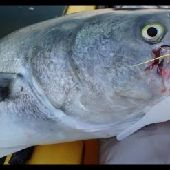 Trailers Fat Cow Skinny Tails Jig Strips -Flambeau Outdoors-shop image 485