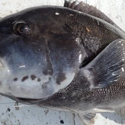 Costa Del Mar Cat Cay 580P Polarized Sunglasses