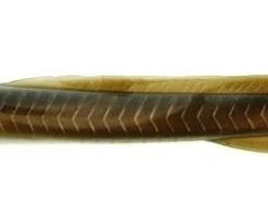 Soft Plastics Berkley Gulp! EEL
