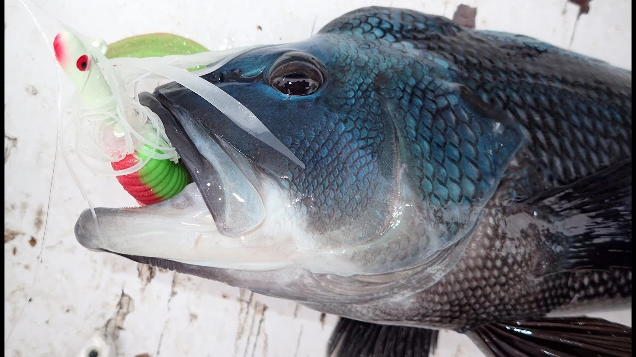 Soft Plastics Berkley Gulp! Grubs 2 Soft Plastics Berkley Gulp! Grubs - Image 2